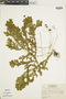 Ferns From Past to Present, funded by the Institute of Museum and Library Services (Award No. MA-30-13-0544-13).