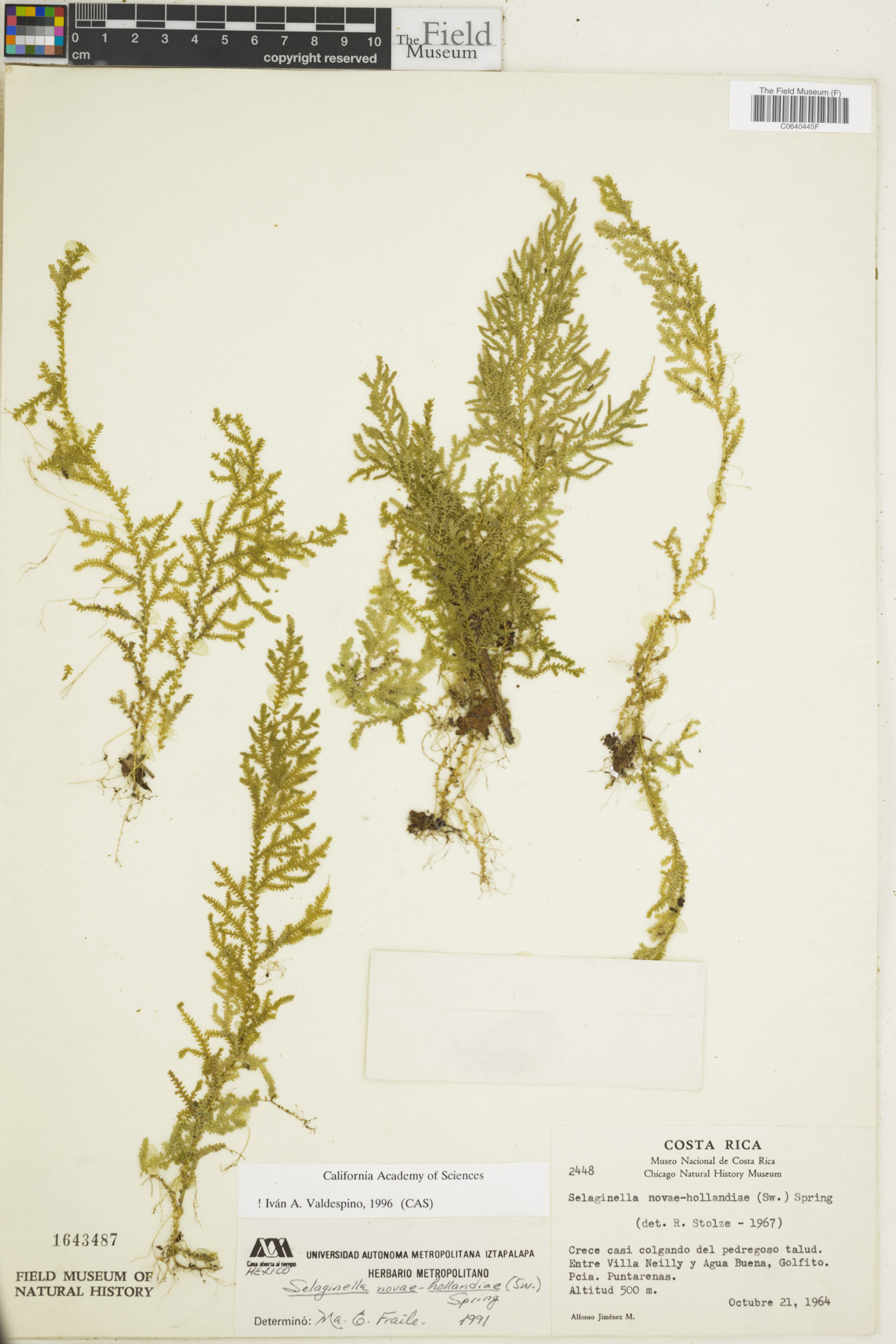 Selaginella novae-hollandiae image