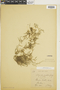 Ferns From Past to Present, funded by the Institute of Museum and Library Services (Award No. MA-30-13-0544-13).