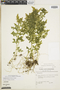 Selaginella tuberosa image