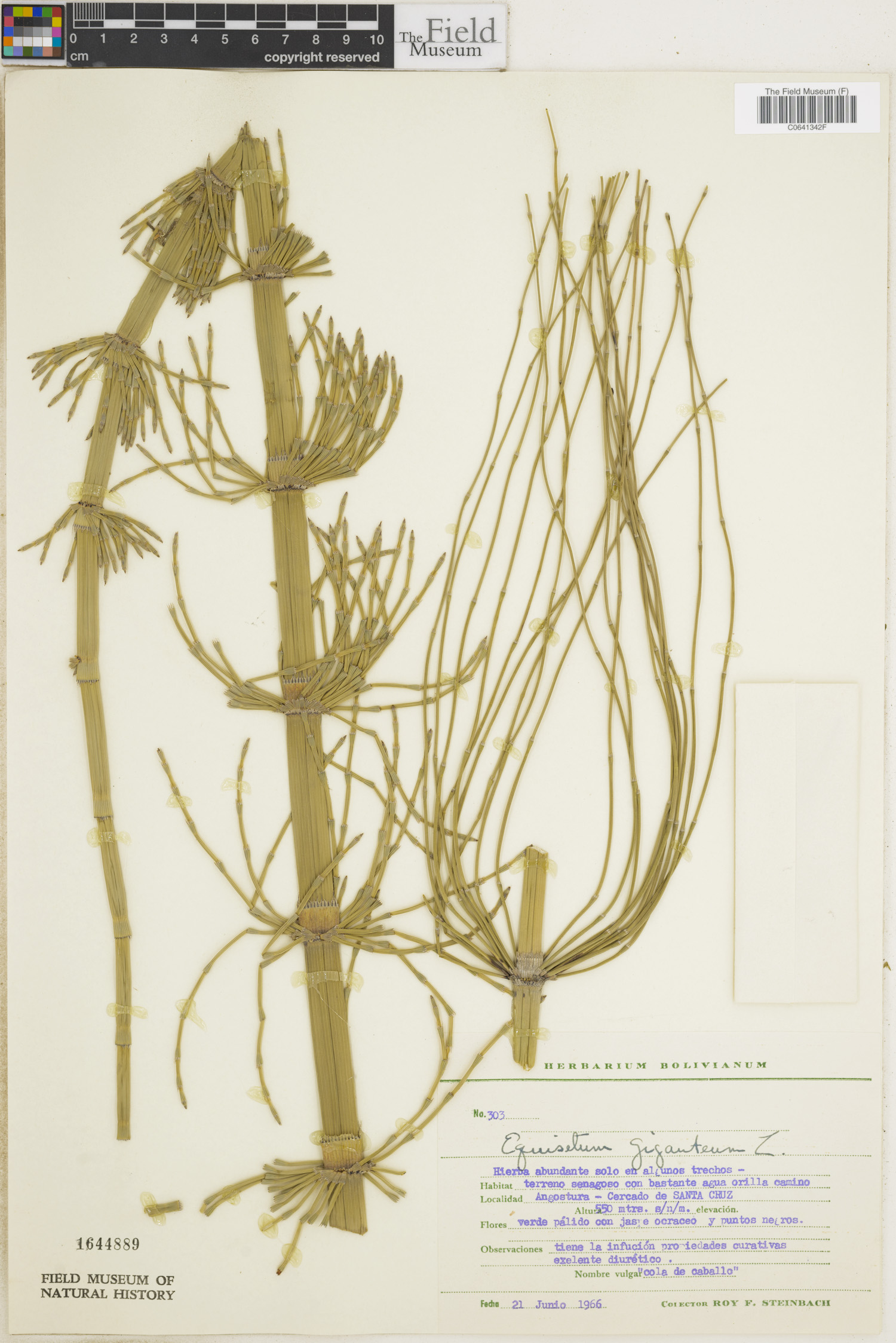 Equisetum giganteum image