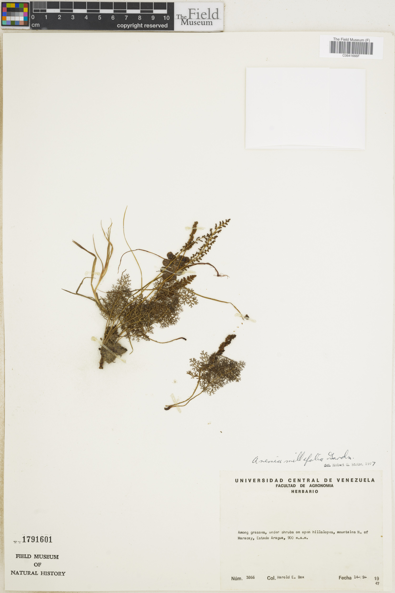 Anemia millefolia image