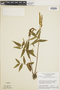 Ferns From Past to Present, funded by the Institute of Museum and Library Services (Award No. MA-30-13-0544-13).