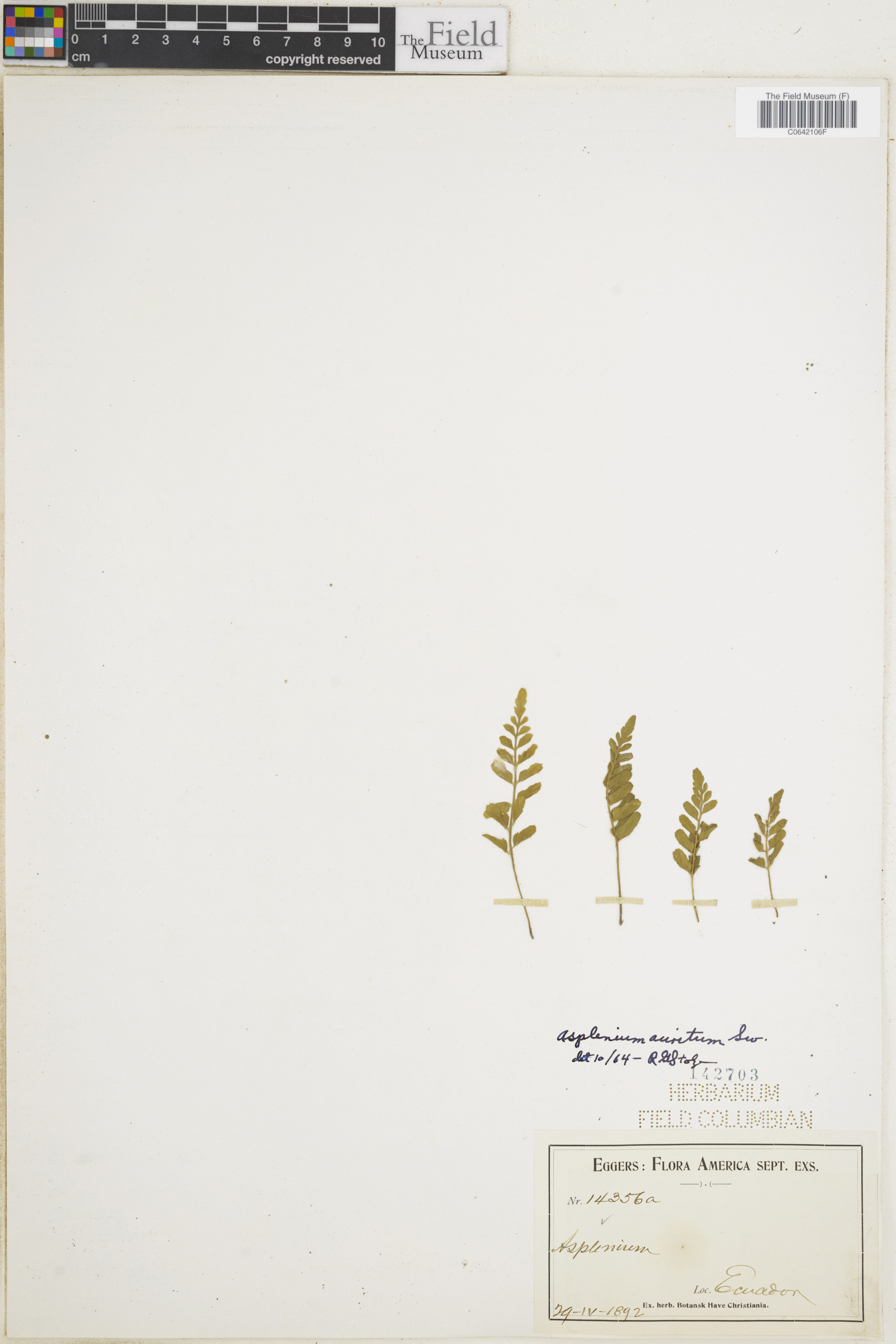 Asplenium auritum image