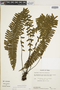 Asplenium drepanophyllum image