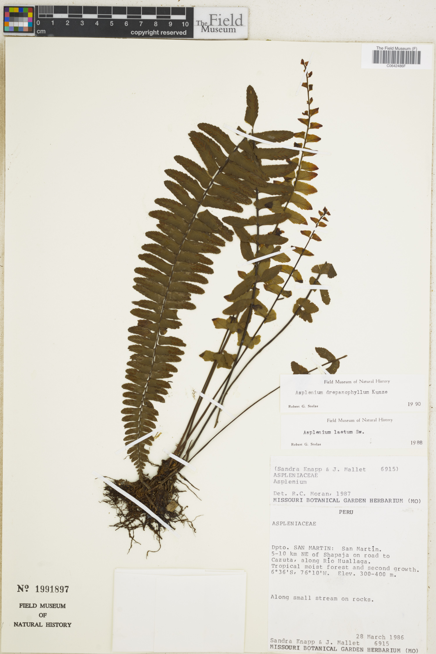 Asplenium drepanophyllum image