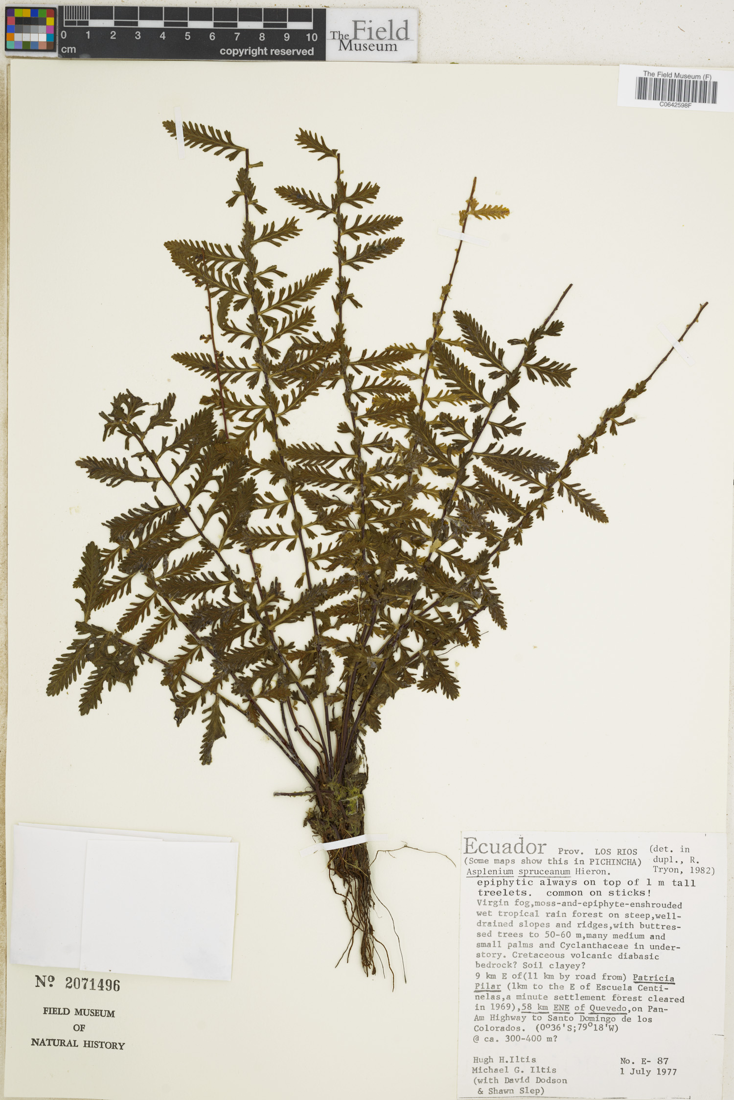 Asplenium spruceanum image