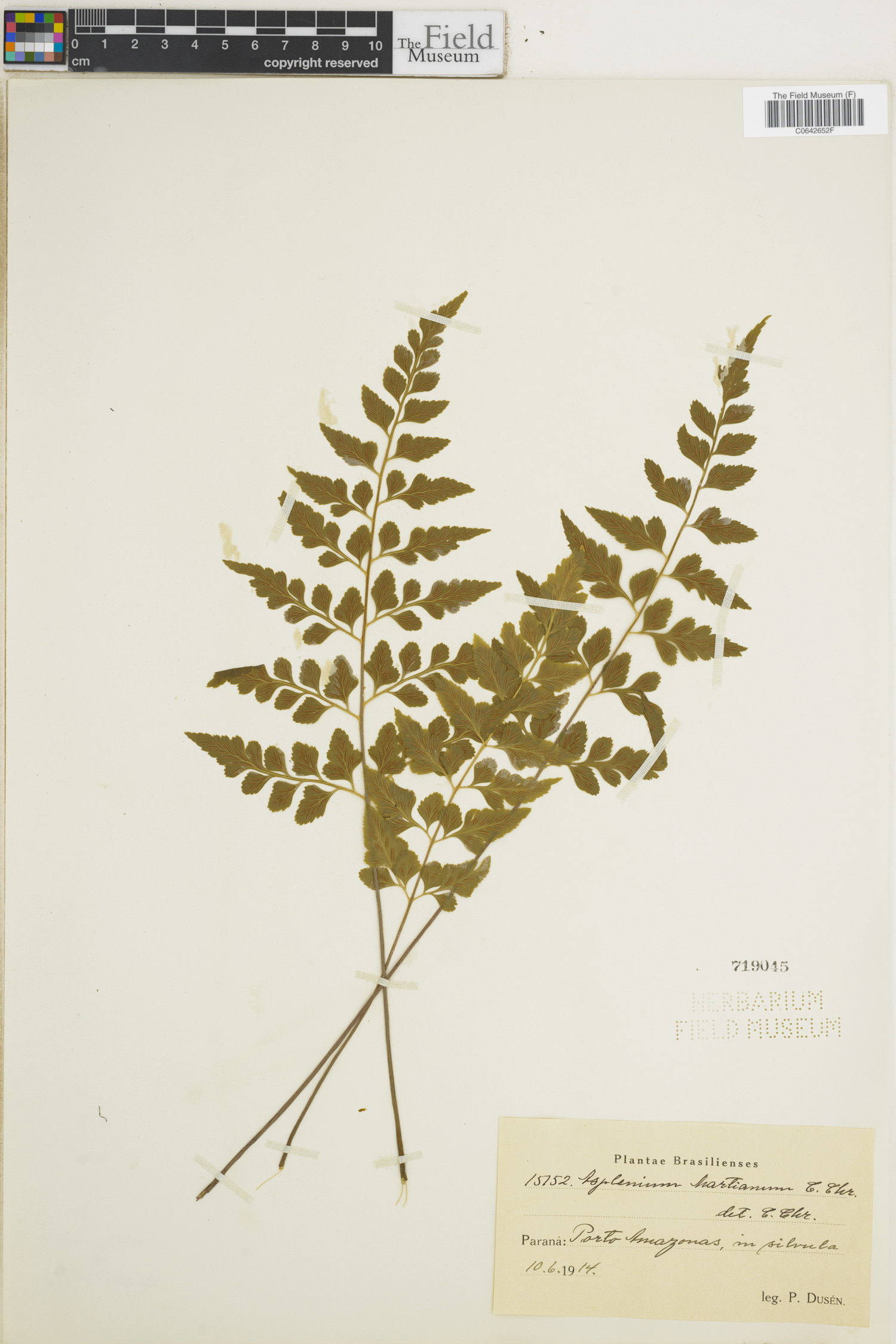 Diplazium expansum image