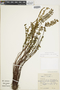 Asplenium monanthes var. monanthes image