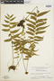 Asplenium salicifolium image