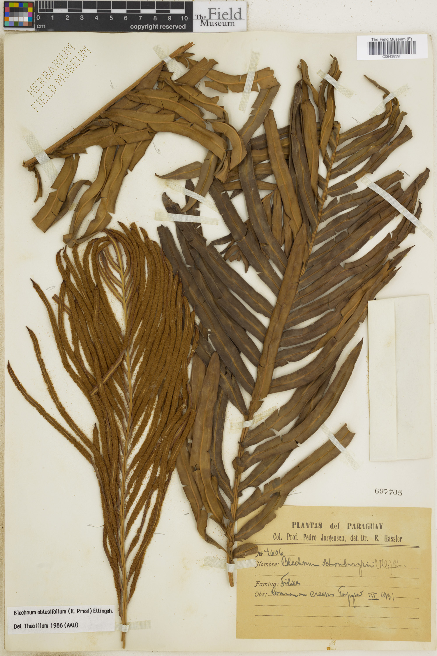 Lomariocycas obtusifolia image