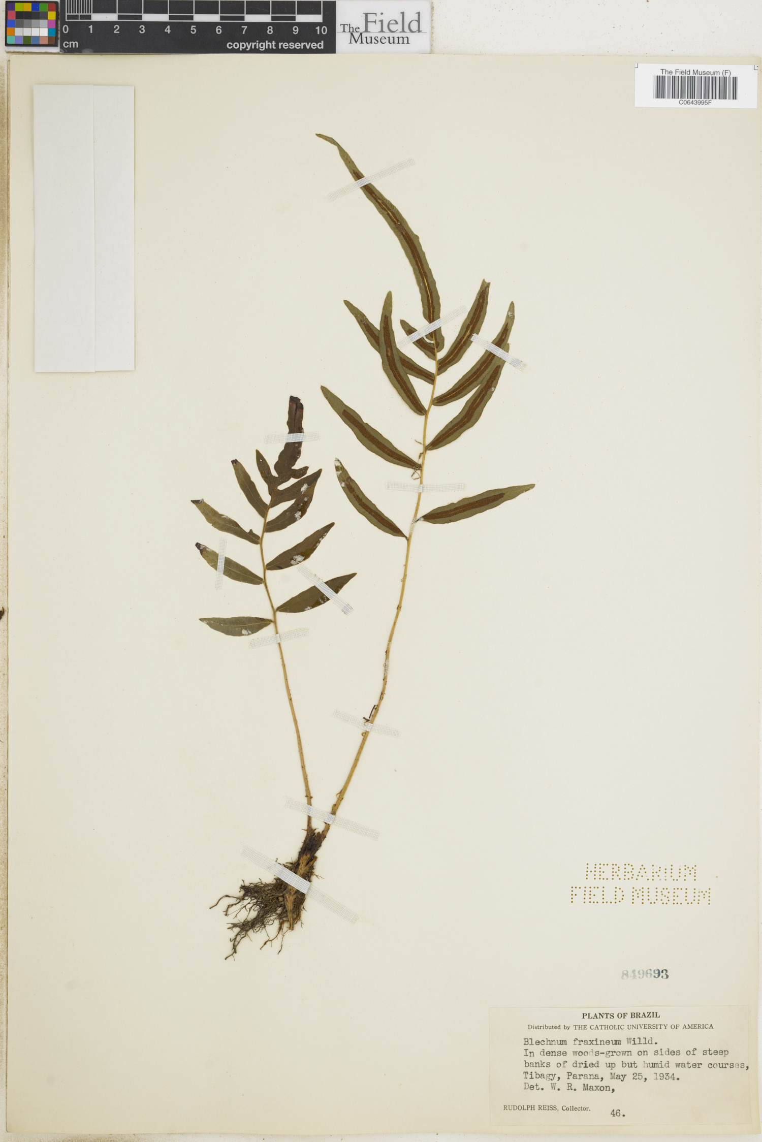 Blechnum fraxineum image