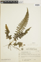 Ferns From Past to Present, funded by the Institute of Museum and Library Services (Award No. MA-30-13-0544-13).