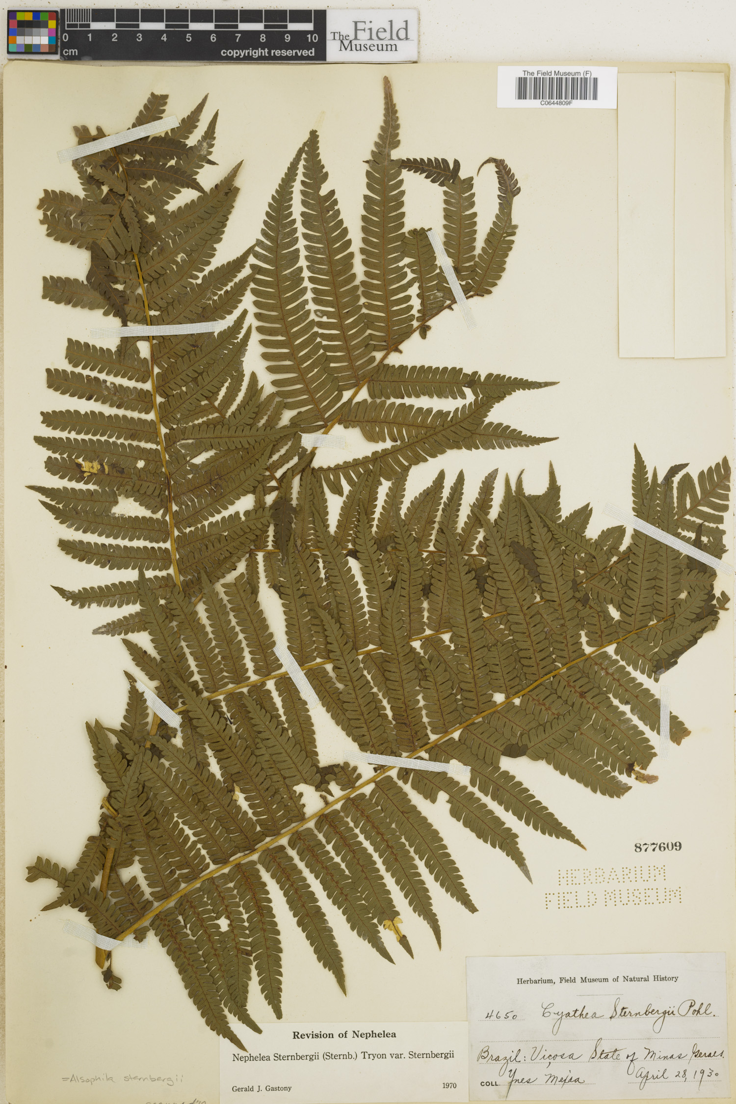 Alsophila sternbergii image