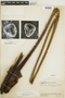 Cnemidaria spectabilis image