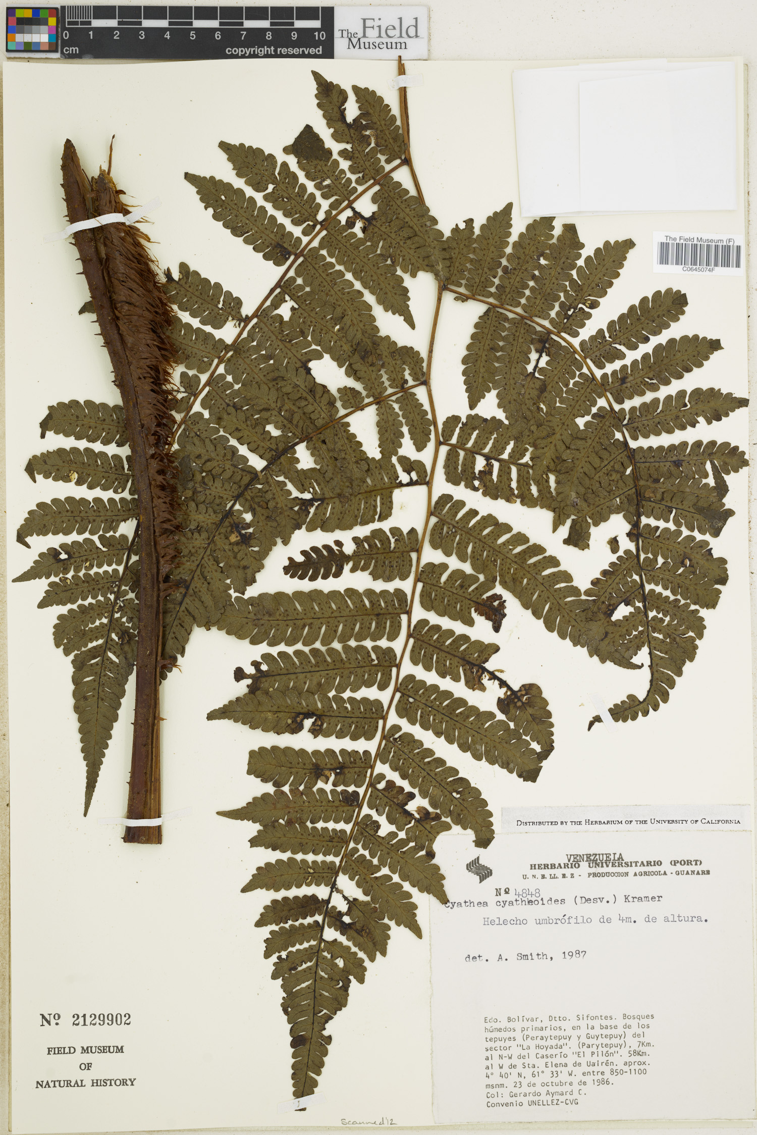 Cyathea cyatheoides image