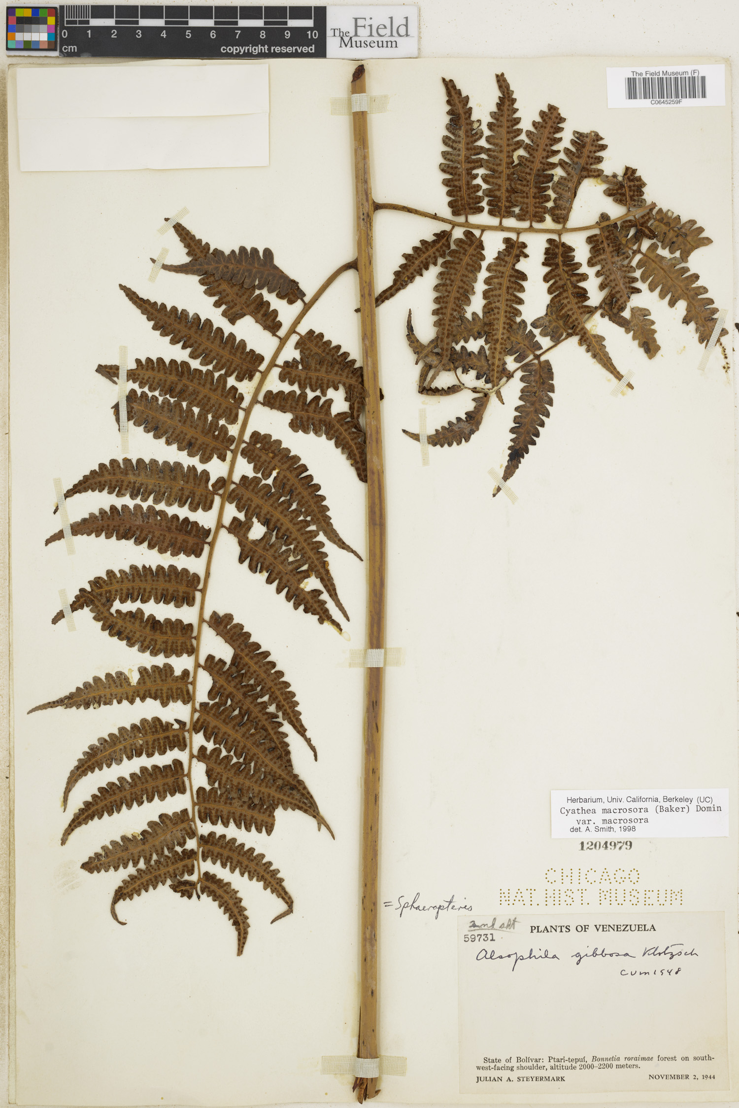 Cyathea macrosora image