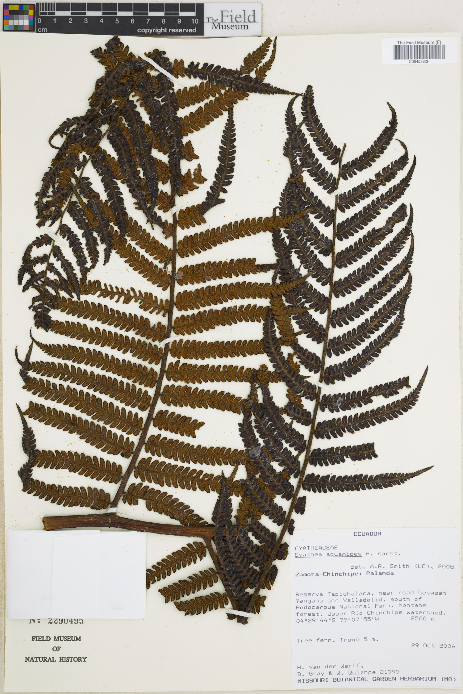 Cyathea squamipes image