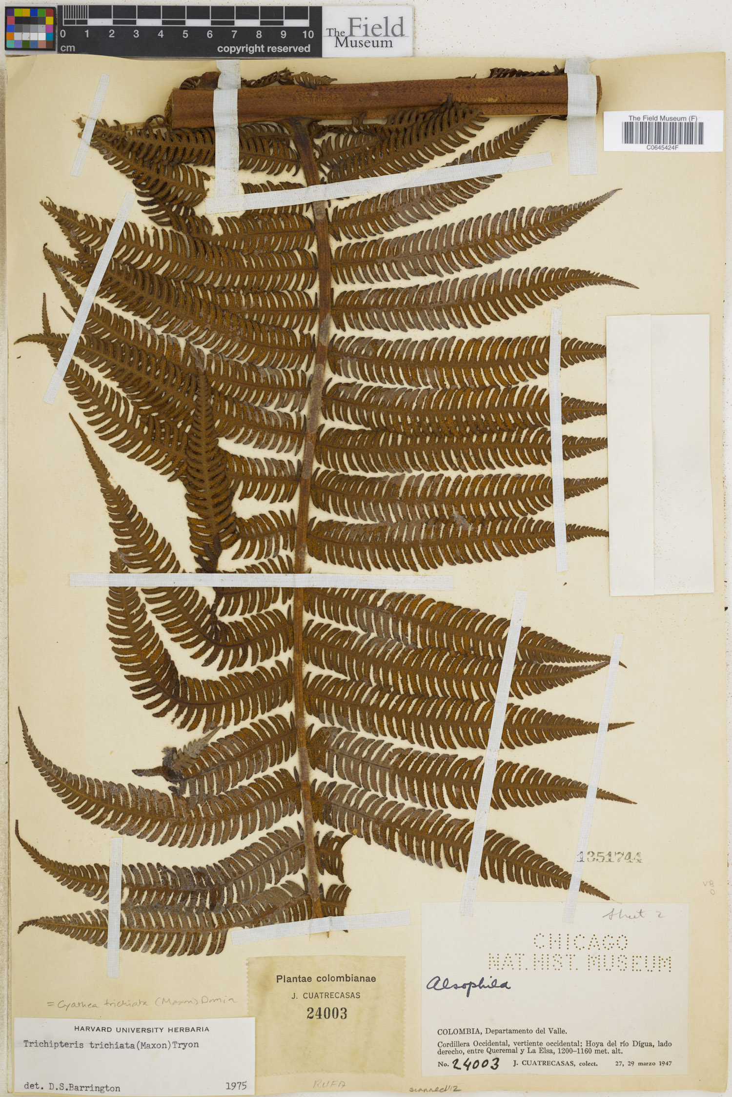 Cyathea bicrenata image