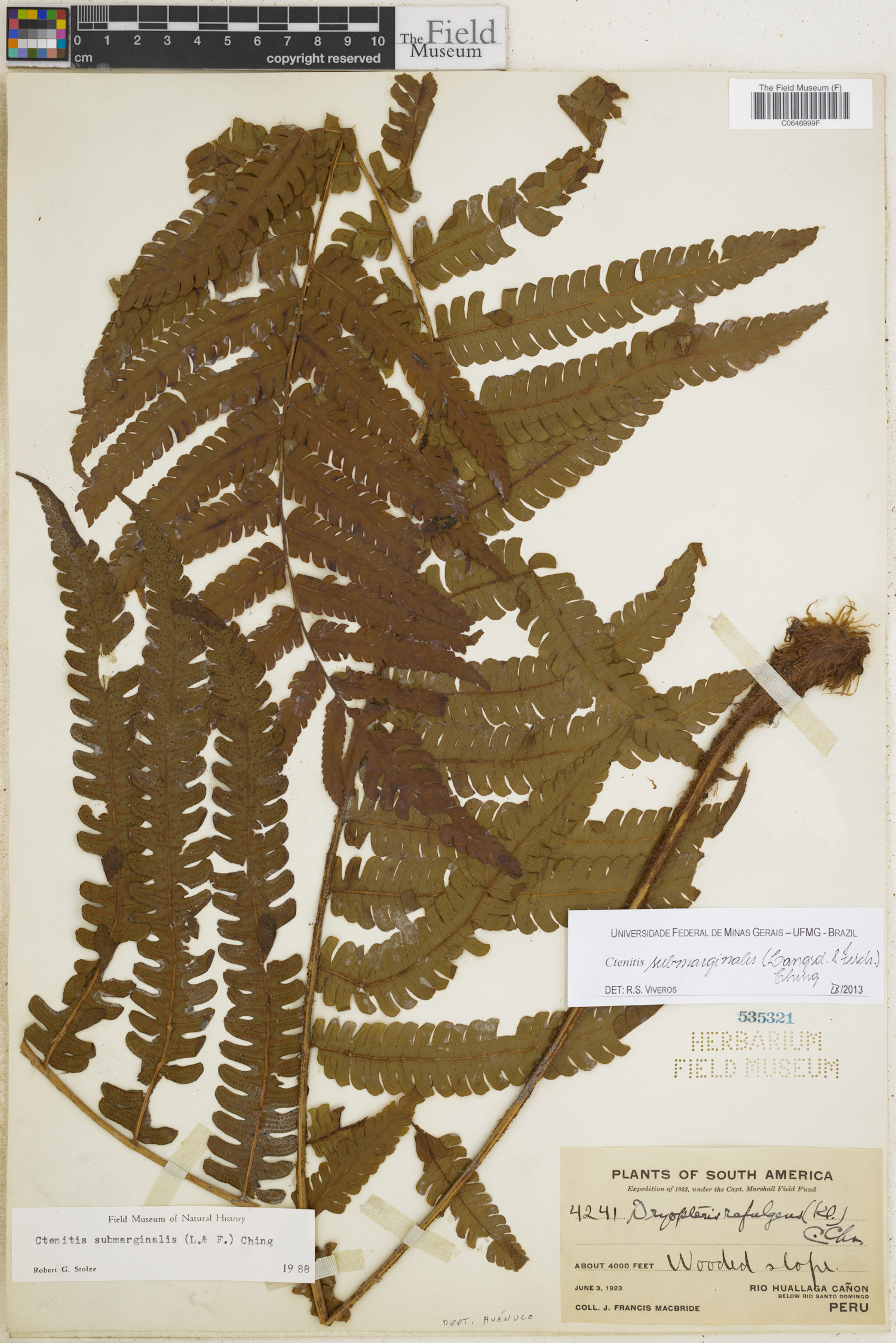 Ctenitis submarginalis image