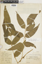 Cyrtomium juglandifolium image
