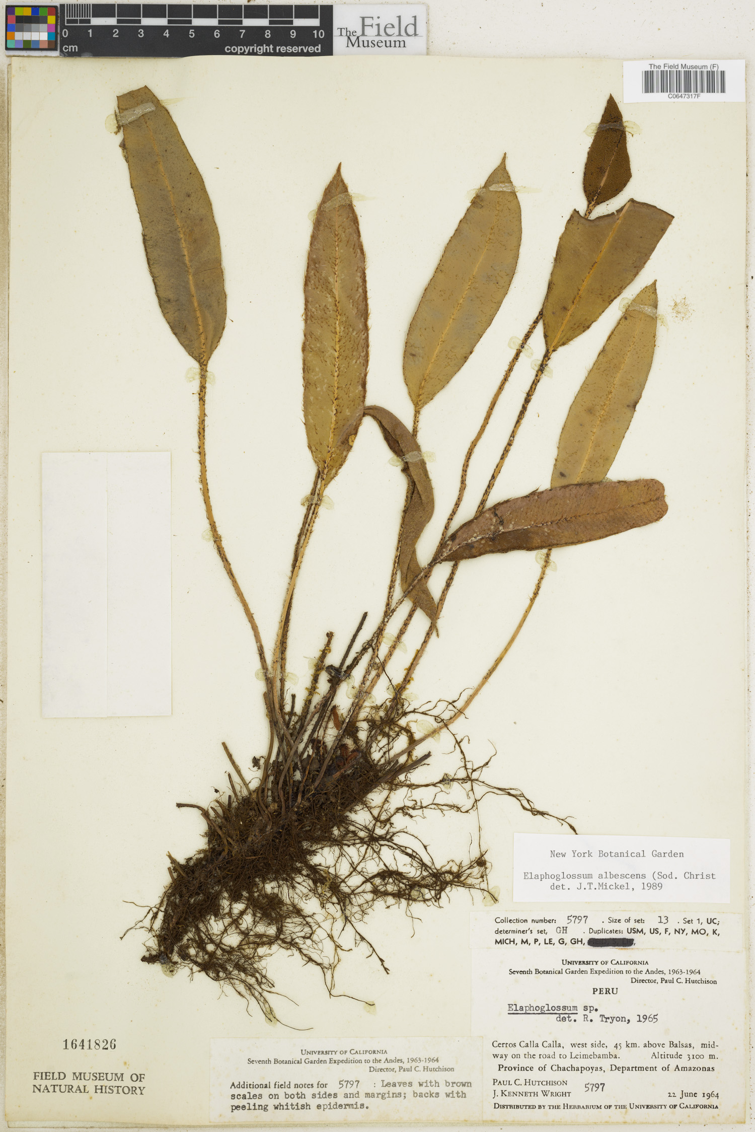 Elaphoglossum albescens image
