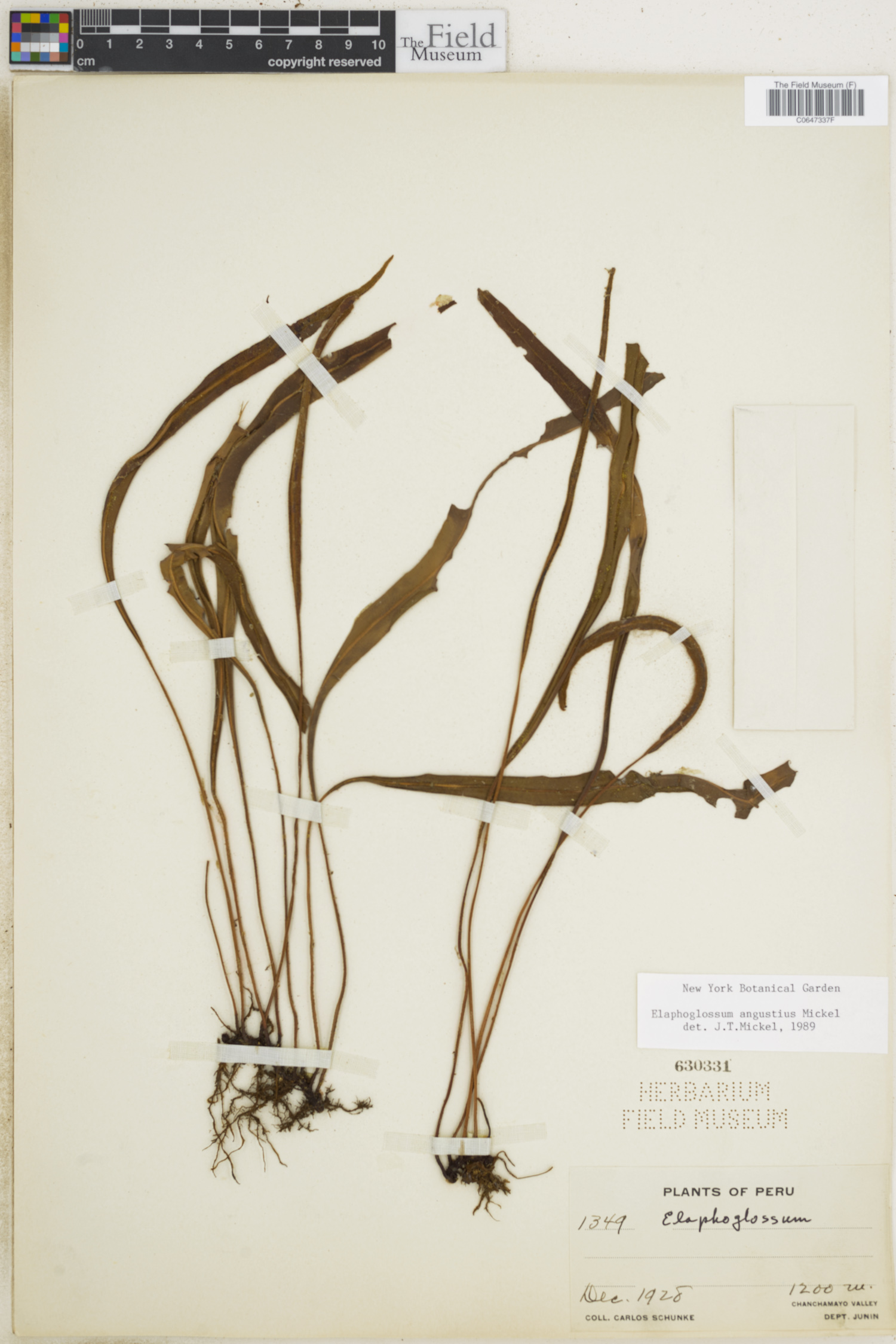 Elaphoglossum angustius image
