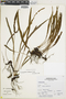 Elaphoglossum chloodes image