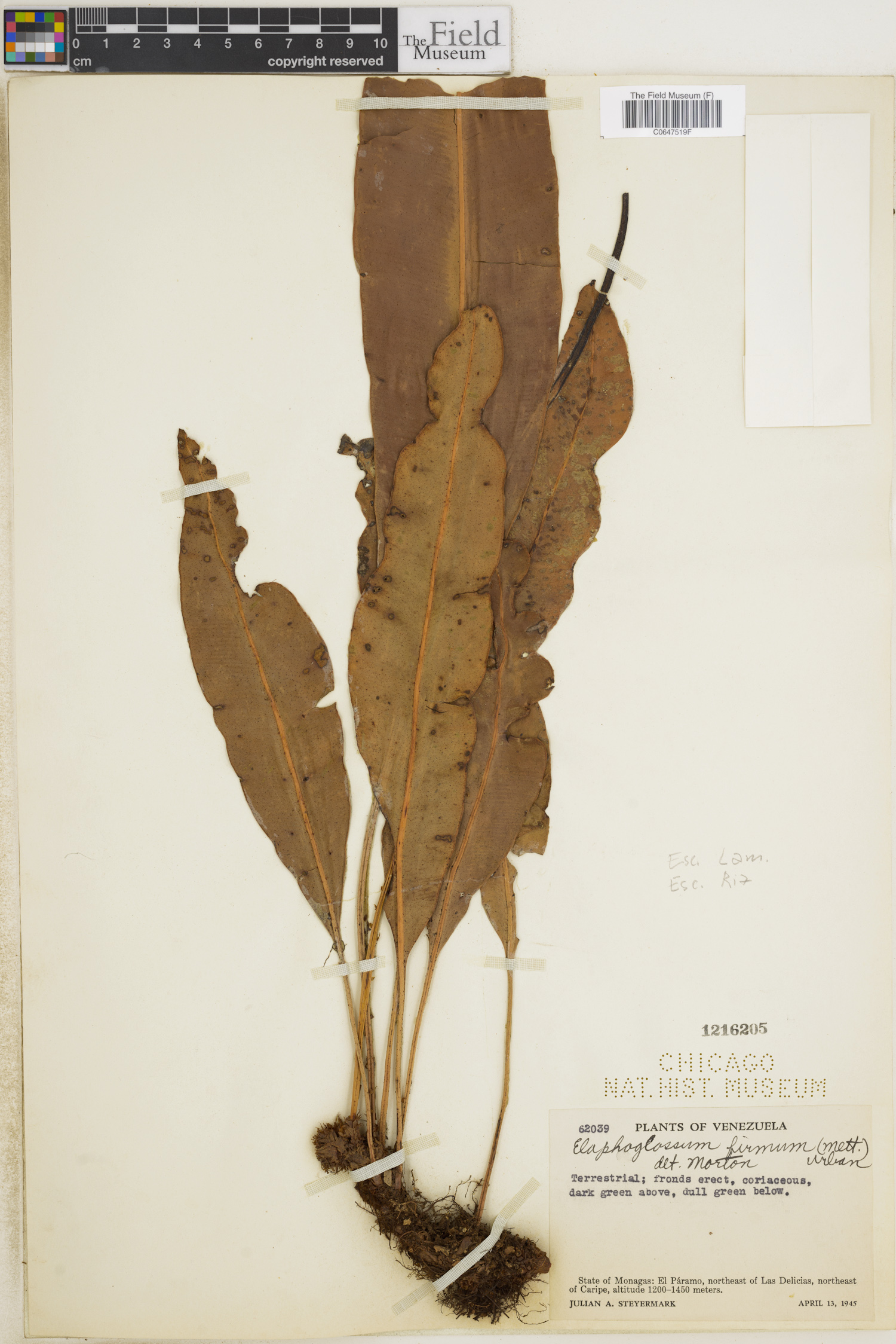 Elaphoglossum firmum image
