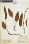 Elaphoglossum glossophyllum image