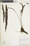 Elaphoglossum guamanianum image
