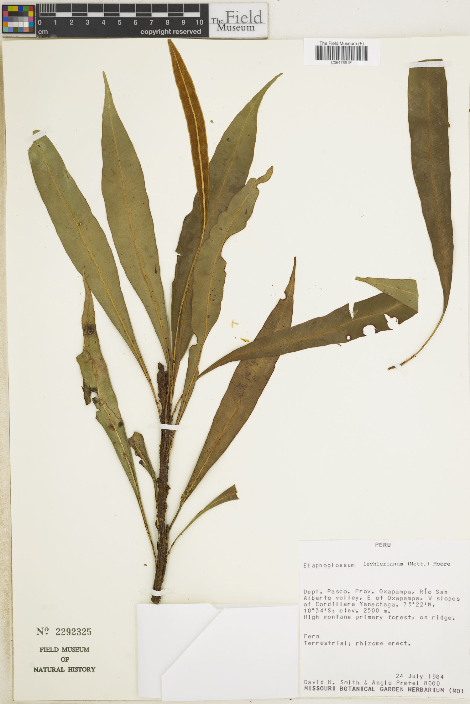 Elaphoglossum lechlerianum image