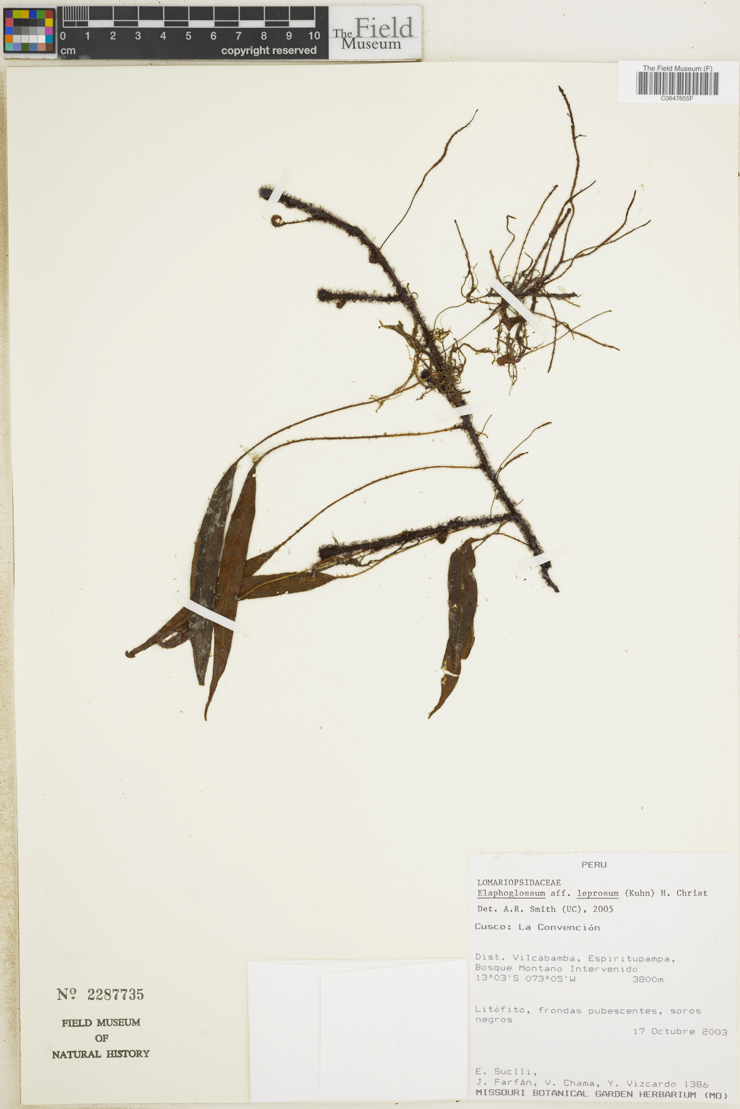 Elaphoglossum leprosum image