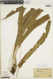 Elaphoglossum russelliae image