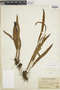 Elaphoglossum stenophyllum image