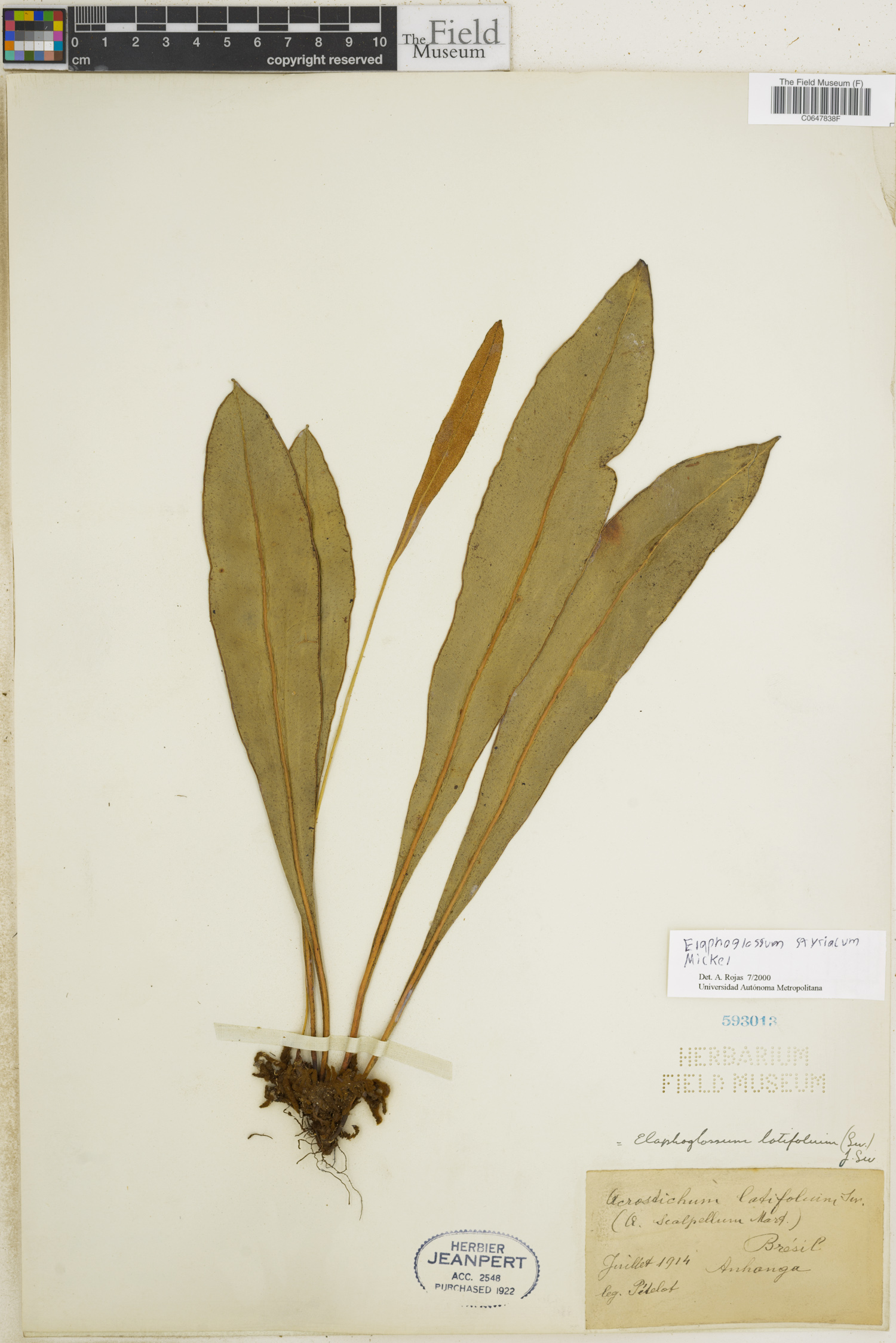 Elaphoglossum styriacum image