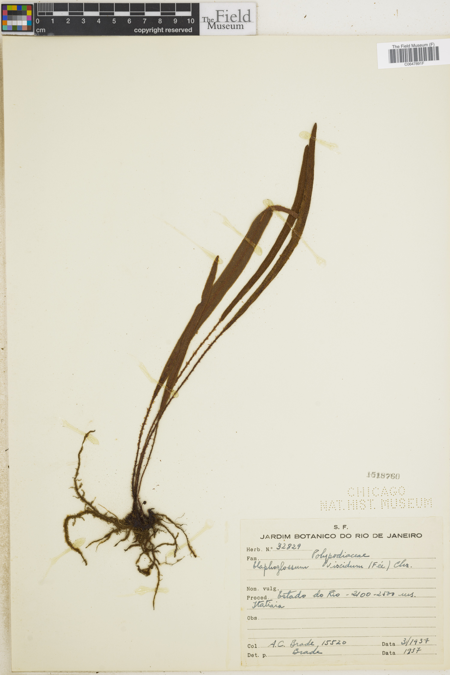 Elaphoglossum viscidulum image