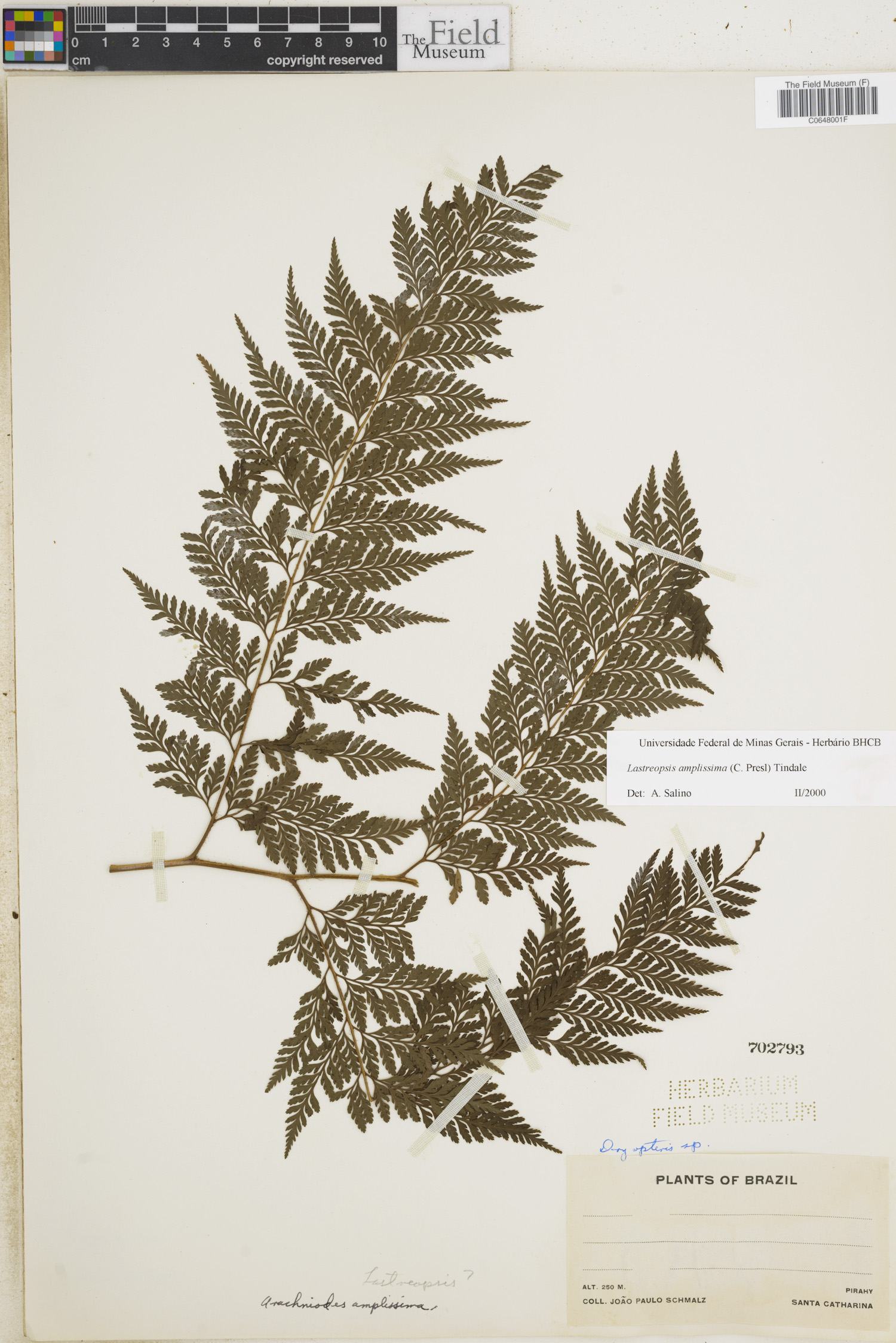 Lastreopsis image