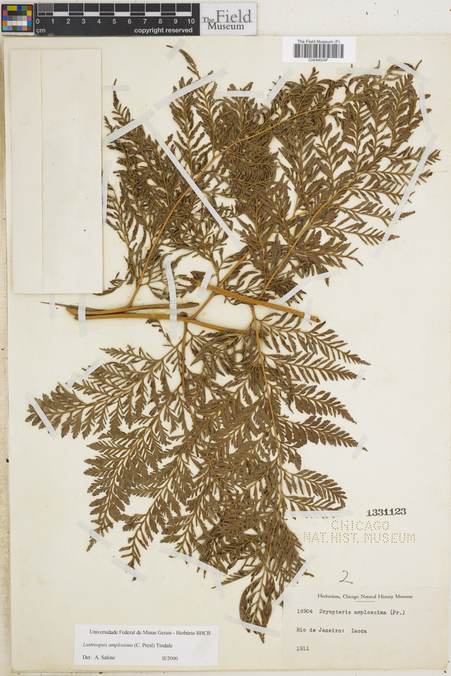 Lastreopsis amplissima image