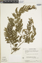 Lastreopsis effusa image