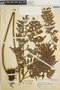 Lastreopsis exculta image