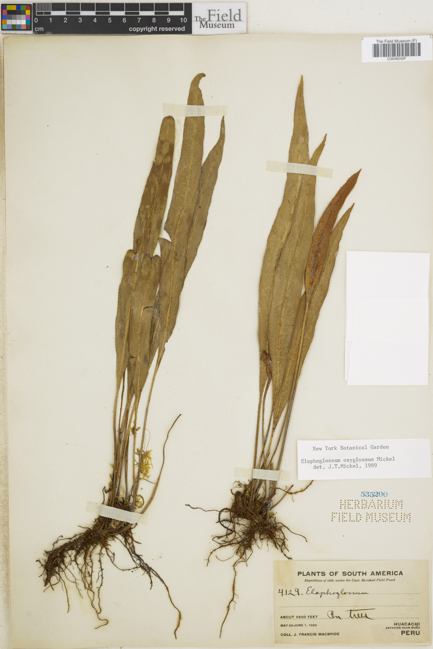 Elaphoglossum oxyglossum image