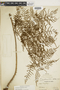 Polybotrya osmundacea image
