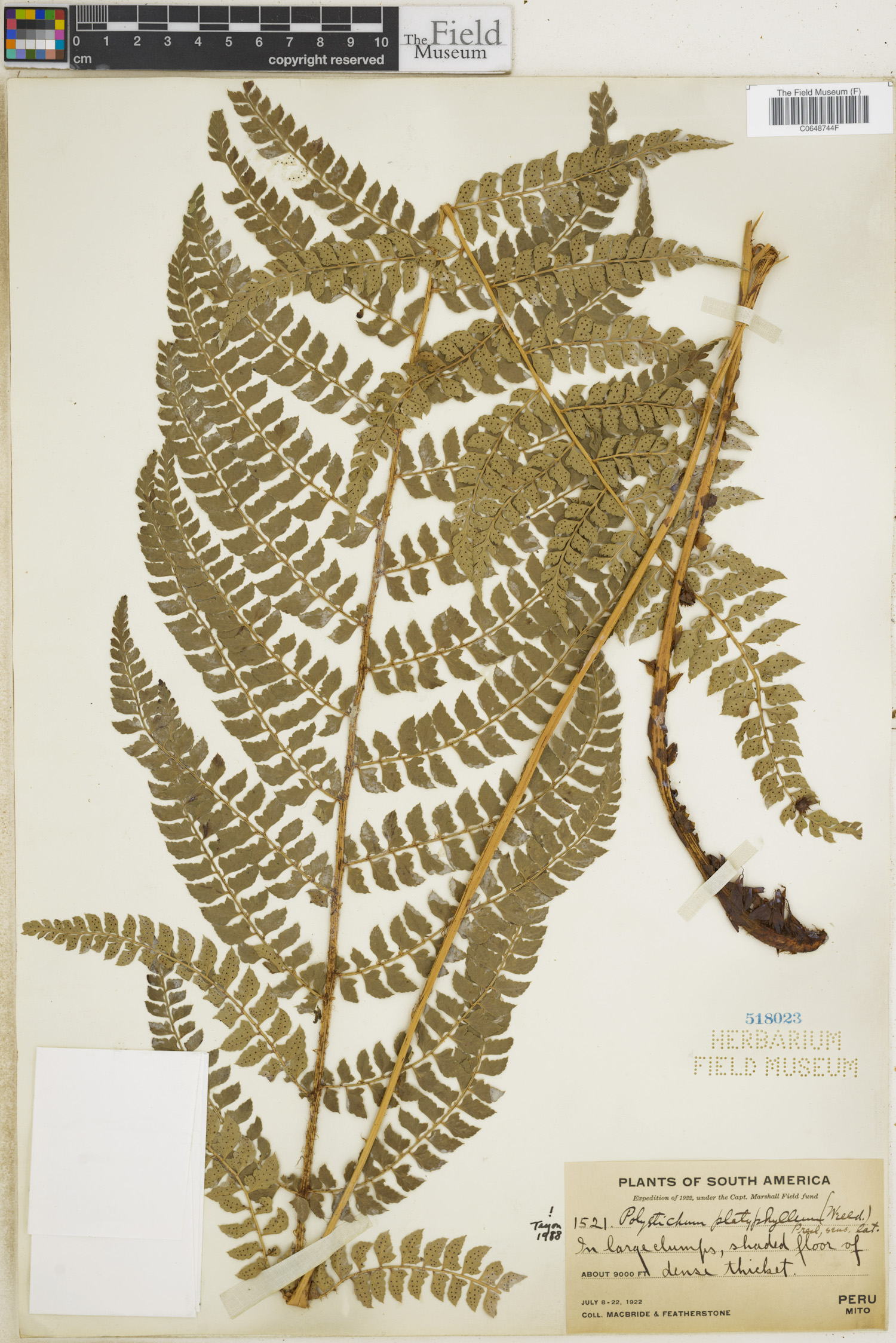 Polystichum platyphyllum image