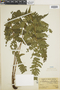 Polystichum platyphyllum image