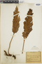 Ferns From Past to Present, funded by the Institute of Museum and Library Services (Award No. MA-30-13-0544-13).
