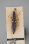 3048357 Stenus thoracicus ST d IN