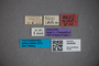 3048358 Stenus tibialis ST labels2 IN