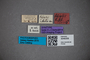 3048358 Stenus tibialis ST labels IN