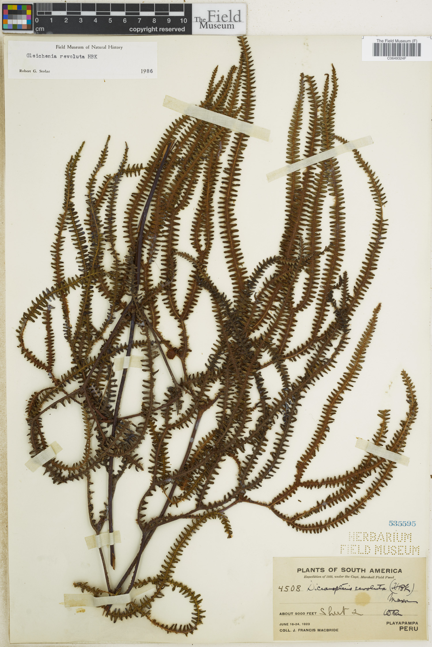 Gleichenia image